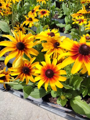 Tom Larsen Landscapes Image