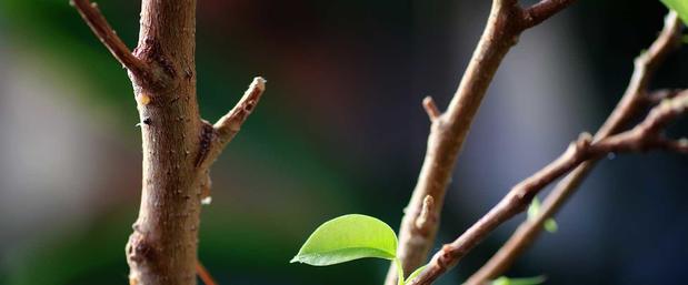 Images ABC Consulting Arborists LLC