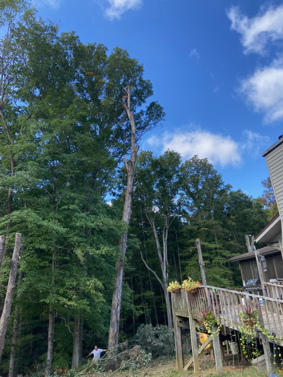 A person is standing on the ground next to a very tall tree that is being trimmed by another person who is high up in the tree. A wooden deck with potted plants is to the right of the tree, with a house visible behind it.