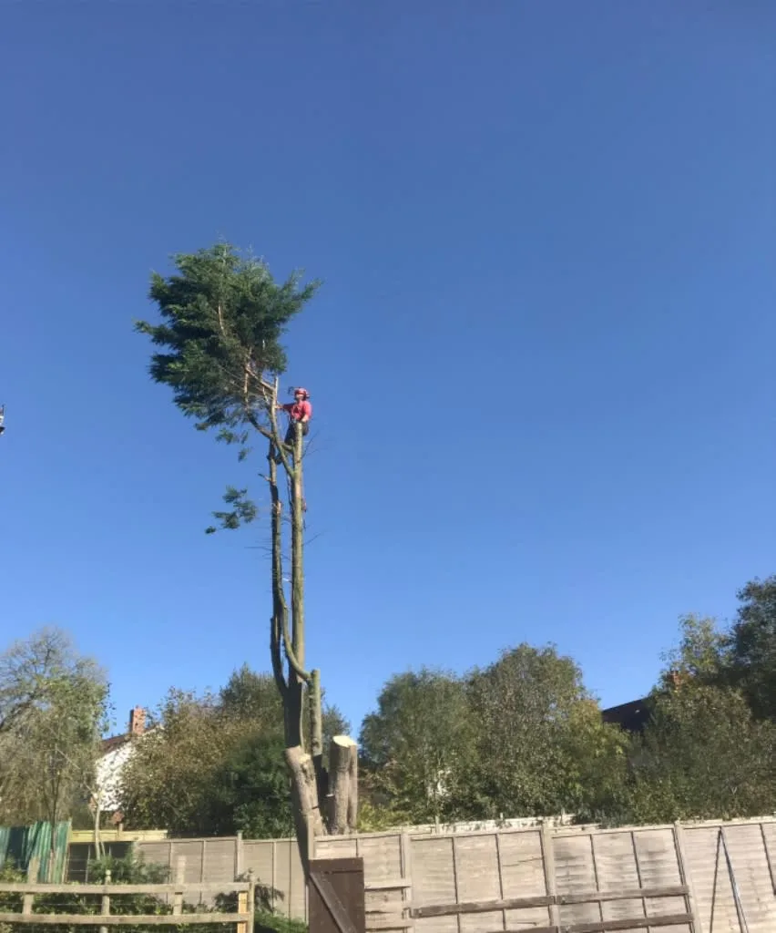 Images Wincanton Tree Care