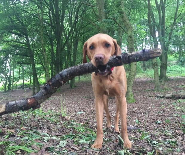 Images Great Outdogs