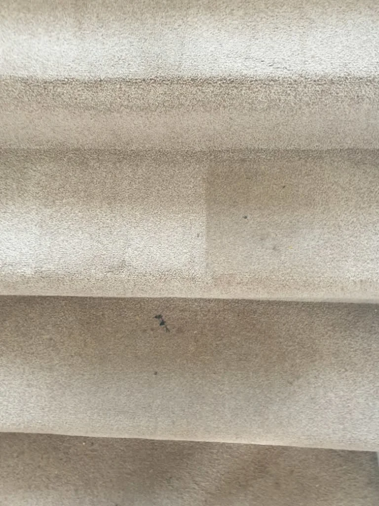 Images Johnshaven Carpet Cleaning Services