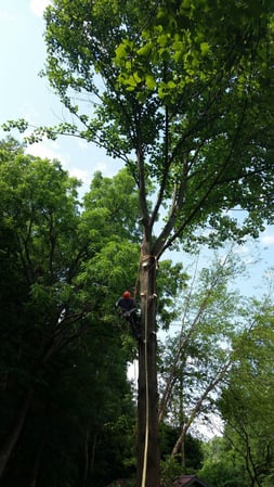 Images Keil Tree Experts Inc