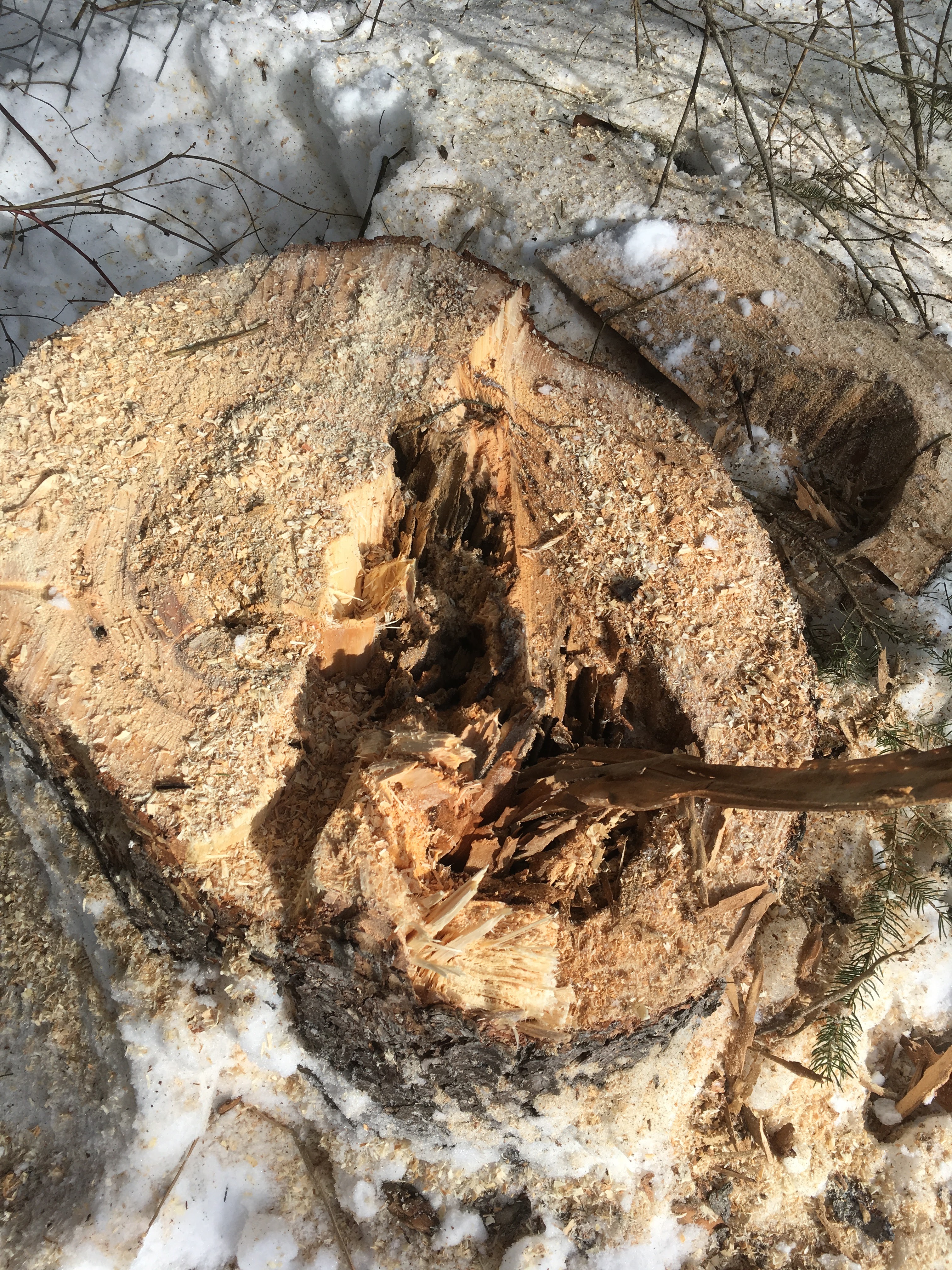 Images Élagage Frère d'Arbres