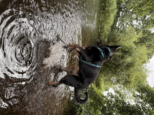 Hundeschule DogGeeks® TonCane: Online & Mobil, Voßbarg 23 in Seevetal