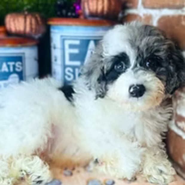 Images Puppies Direct