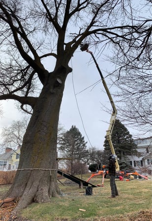 Images Tree Wise Men