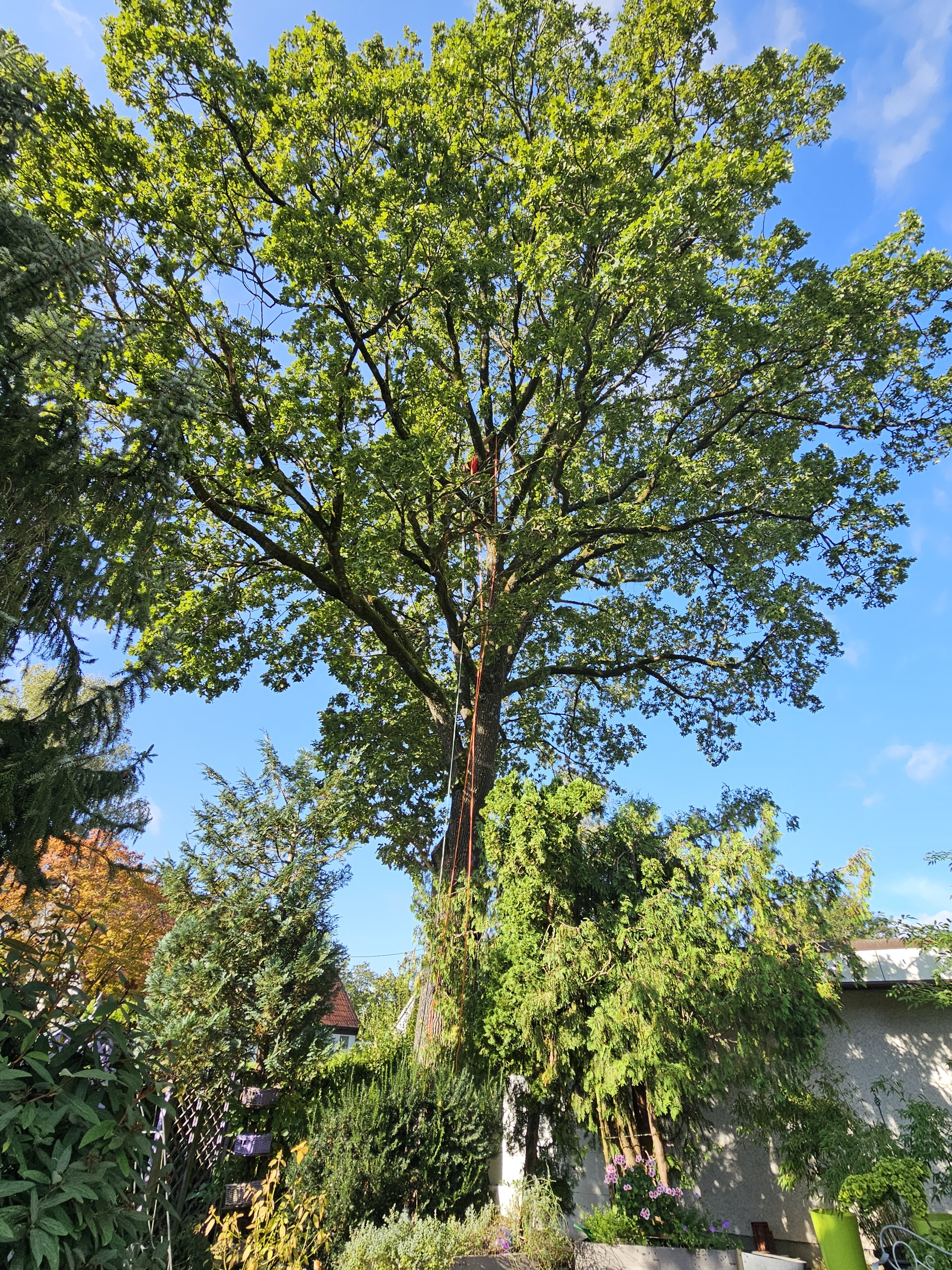 Alles rund ums Haus Garten und Baumpflege, Oberholzham 25 in Bruckmühl