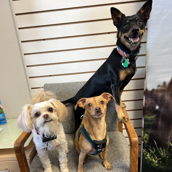 Dogs getting ready for Invisible Fence® in Philadelphia, PA