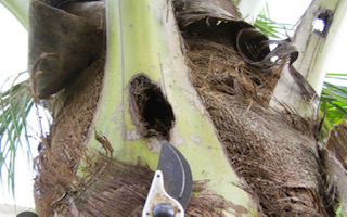 Images Aloha Tree Savers