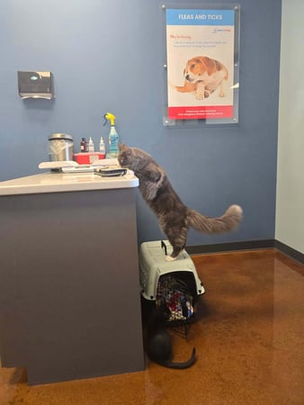 Images PetWellClinic - Emory Rd