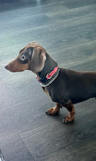 Images Pawsitive Dog Training by Juan Velarde