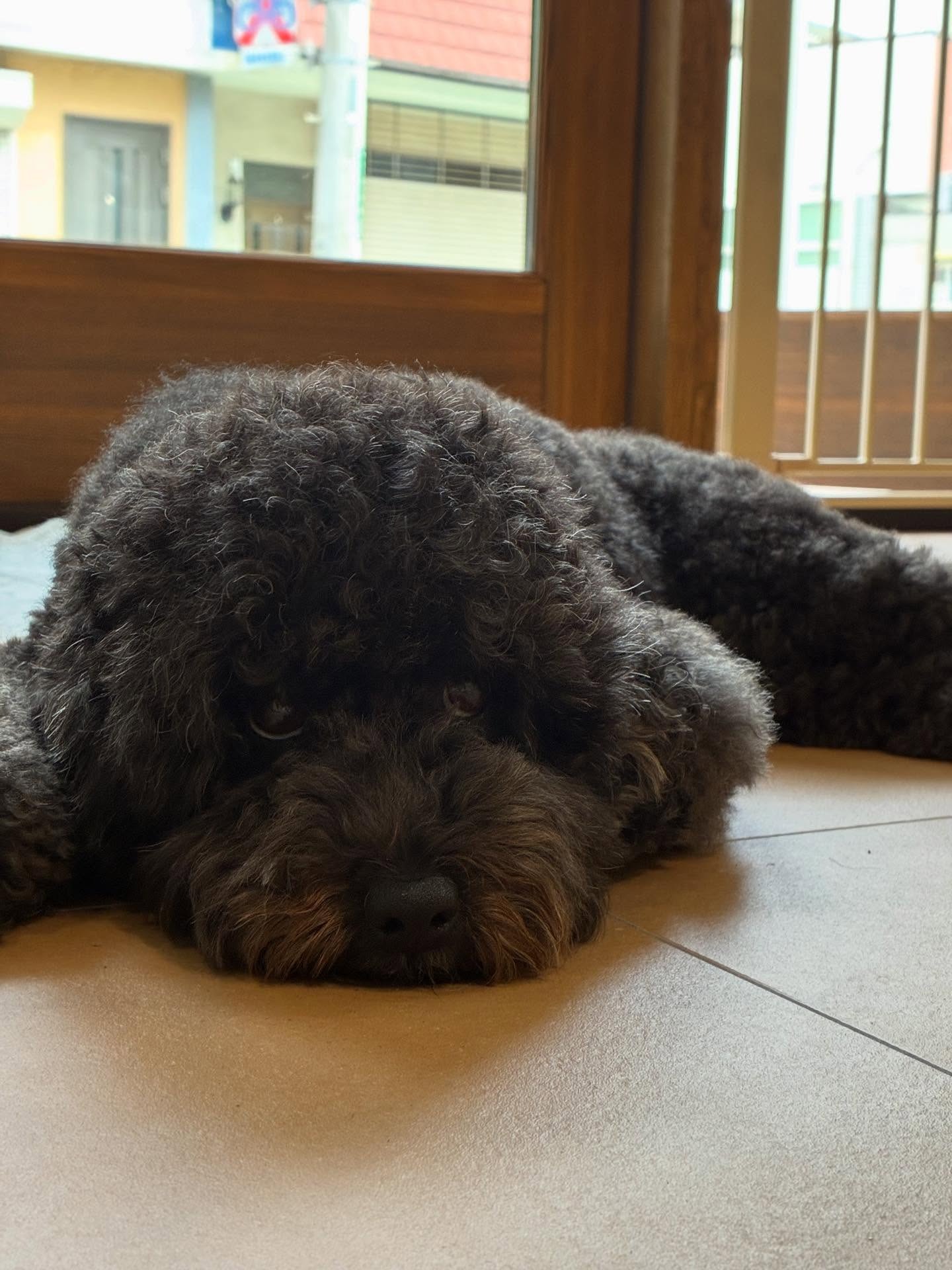 Images My Pet Dog トリミングルーム