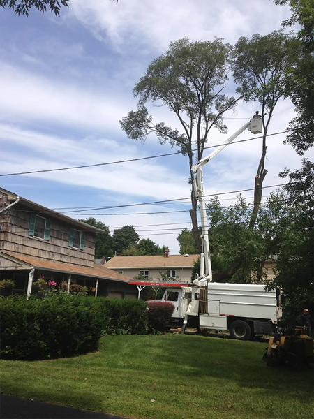 Images Any Cut Tree Service