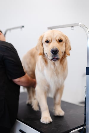 Images Sparkle Grooming Co.