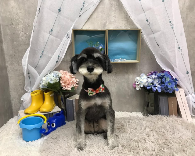 Images ペットショップ 犬の家