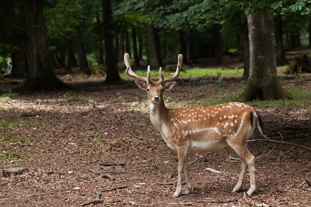Images North Norfolk Deer Management