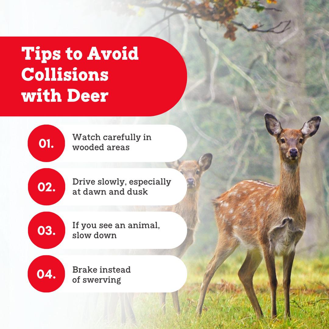 Avoiding deer on the road requires vigilance and awareness. Here's how to reduce your chances of colliding with a deer!