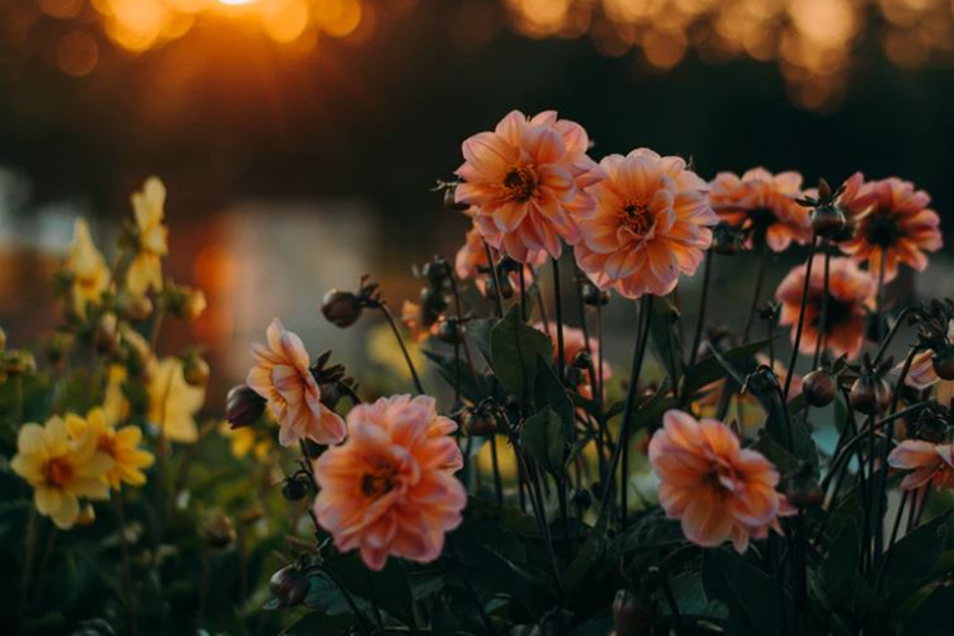 Images Neadalen Begravelsesbyrå AS