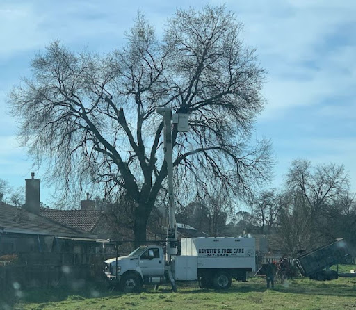 Beyette's Tree Care
