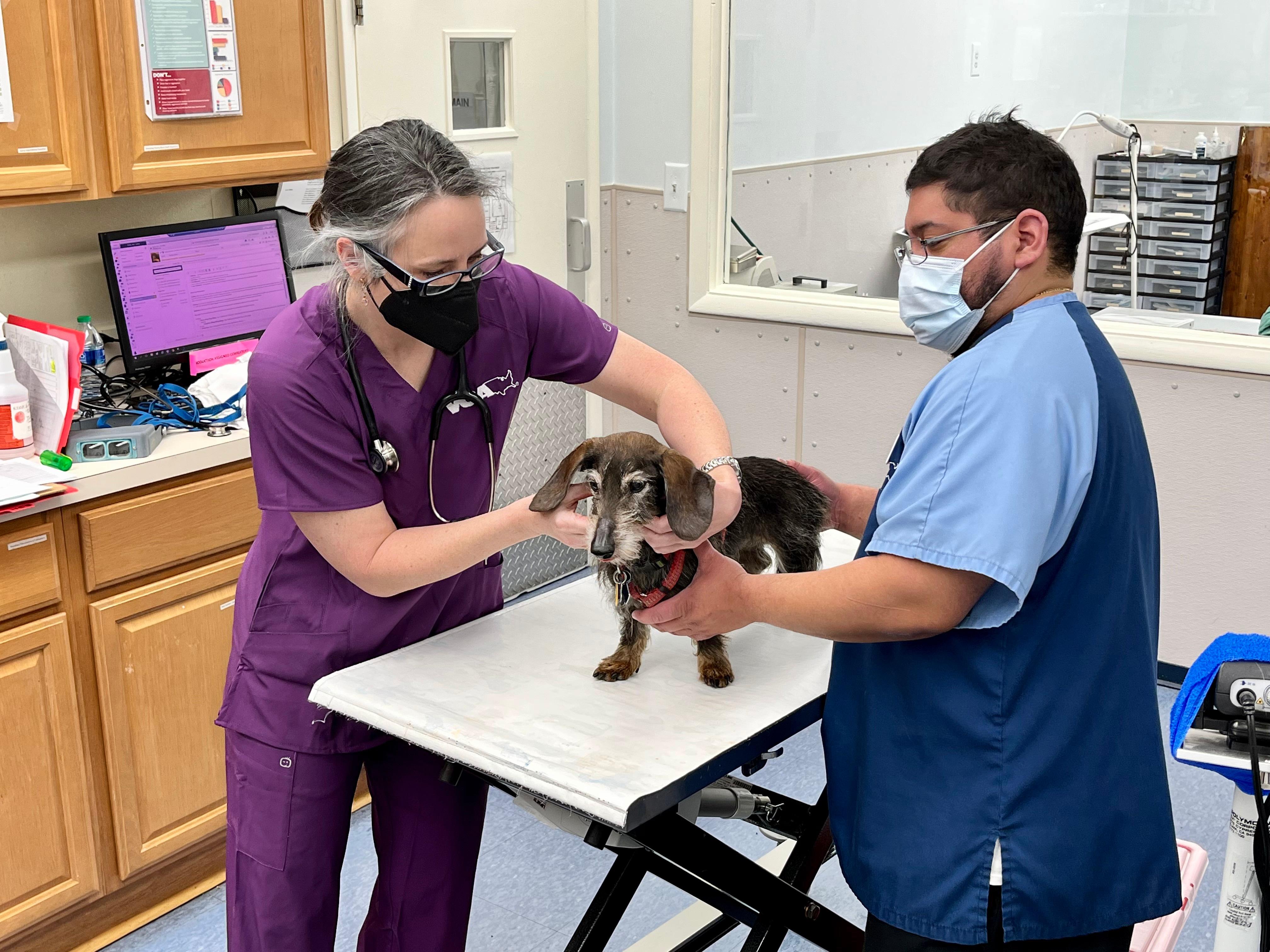 Image 4 | VCA University Veterinary Clinic