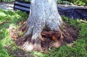 Green Rhino Tree Care