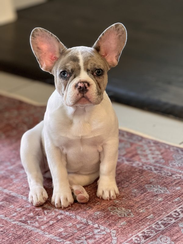 Images Wild Blue French Bulldogs