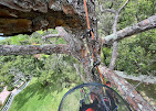 Images Aurora Arbor Care