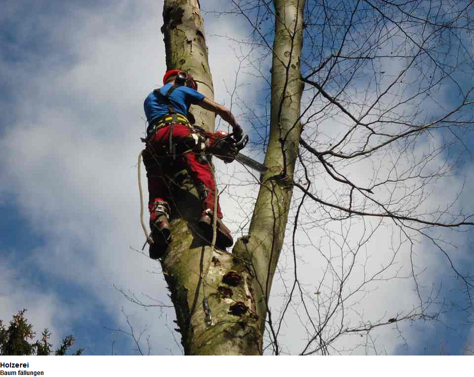 BaumWick Baumpflege, Gipsstrasse 2 in Ehrendingen