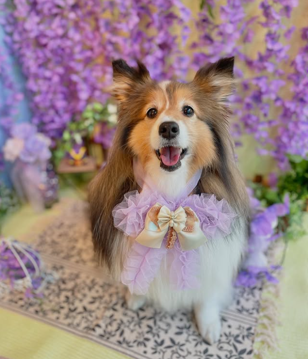 Images dog salon buku2