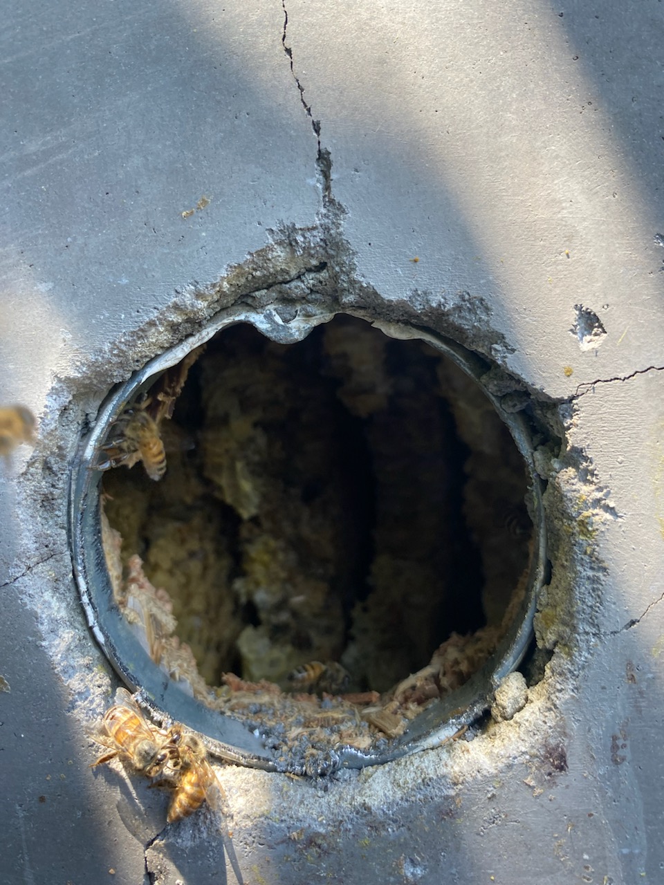 Superior Bee Control - Bee protection 