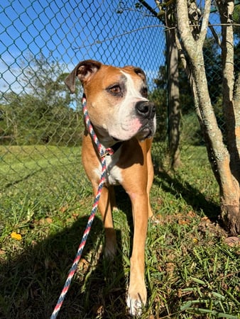 Images VCA Fleming Island Animal Hospital