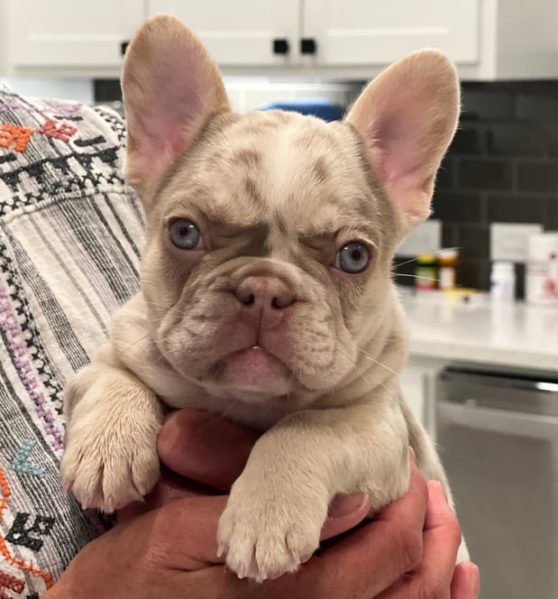 Images Wild Blue French Bulldogs