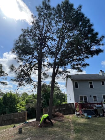 Images Carolina Tree Experts