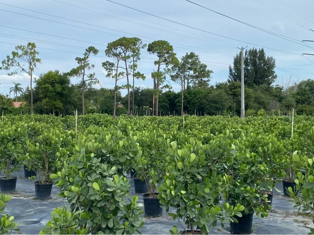 Images Grateful Clusia Nursery