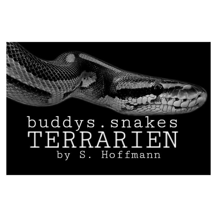 buddys.snakes Terrarien by Sebastian Hoffmann in Bad Ditzenbach - Logo