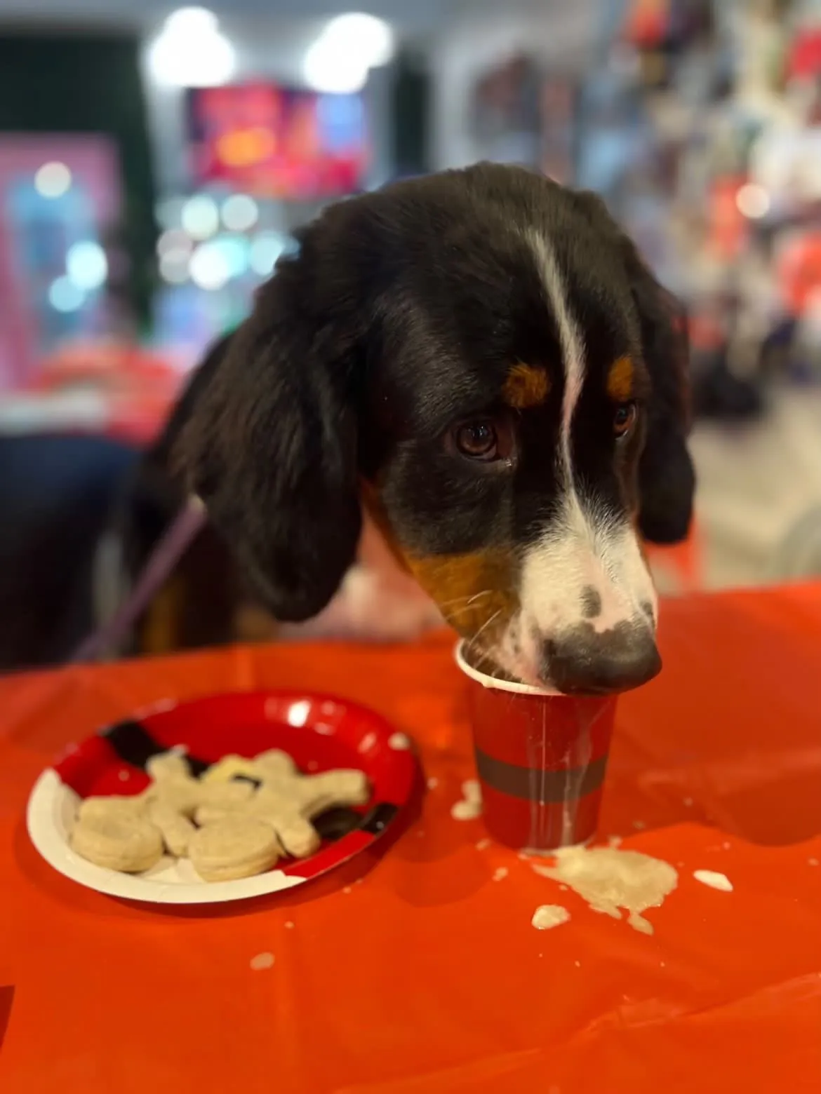 Image of Local Pet Event CAFE EVENT: Santa Breakfast with Pictures Nearby