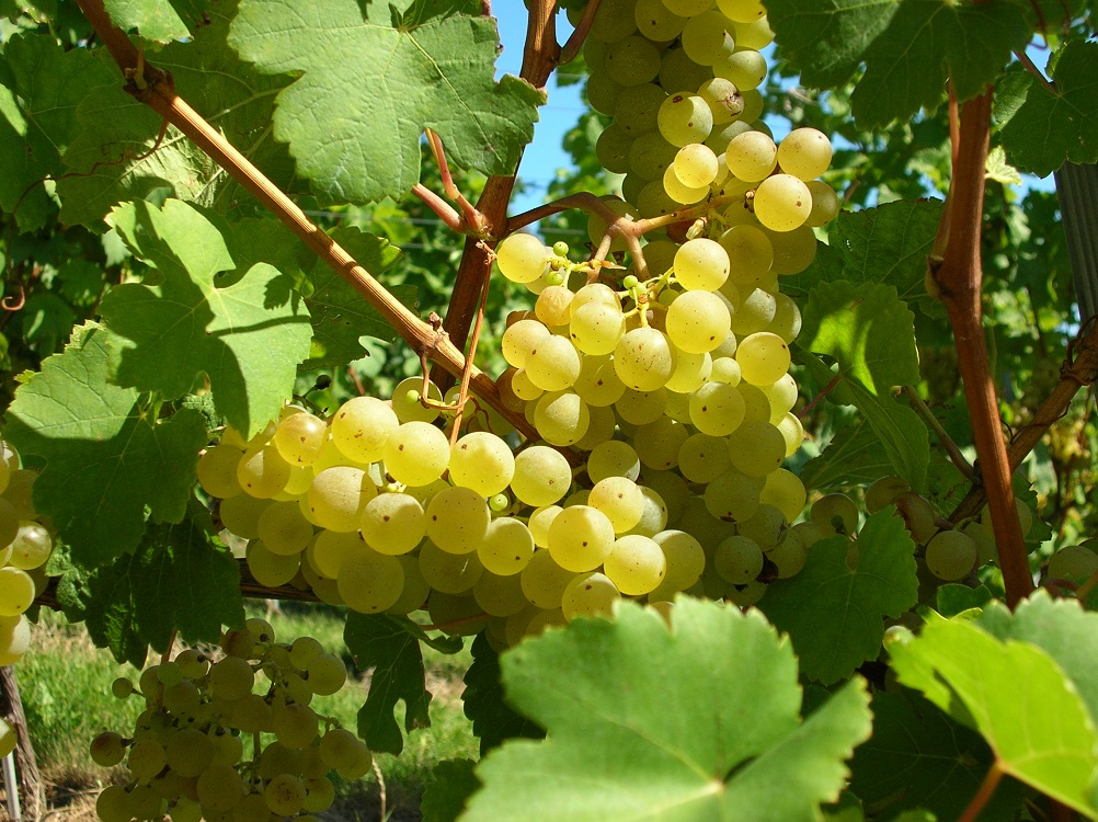 Weingut Triebl, Gießelsdorf 42 in Sankt Anna am Aigen