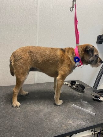 Images Miss Molly's Lap of Luxury Grooming Salon