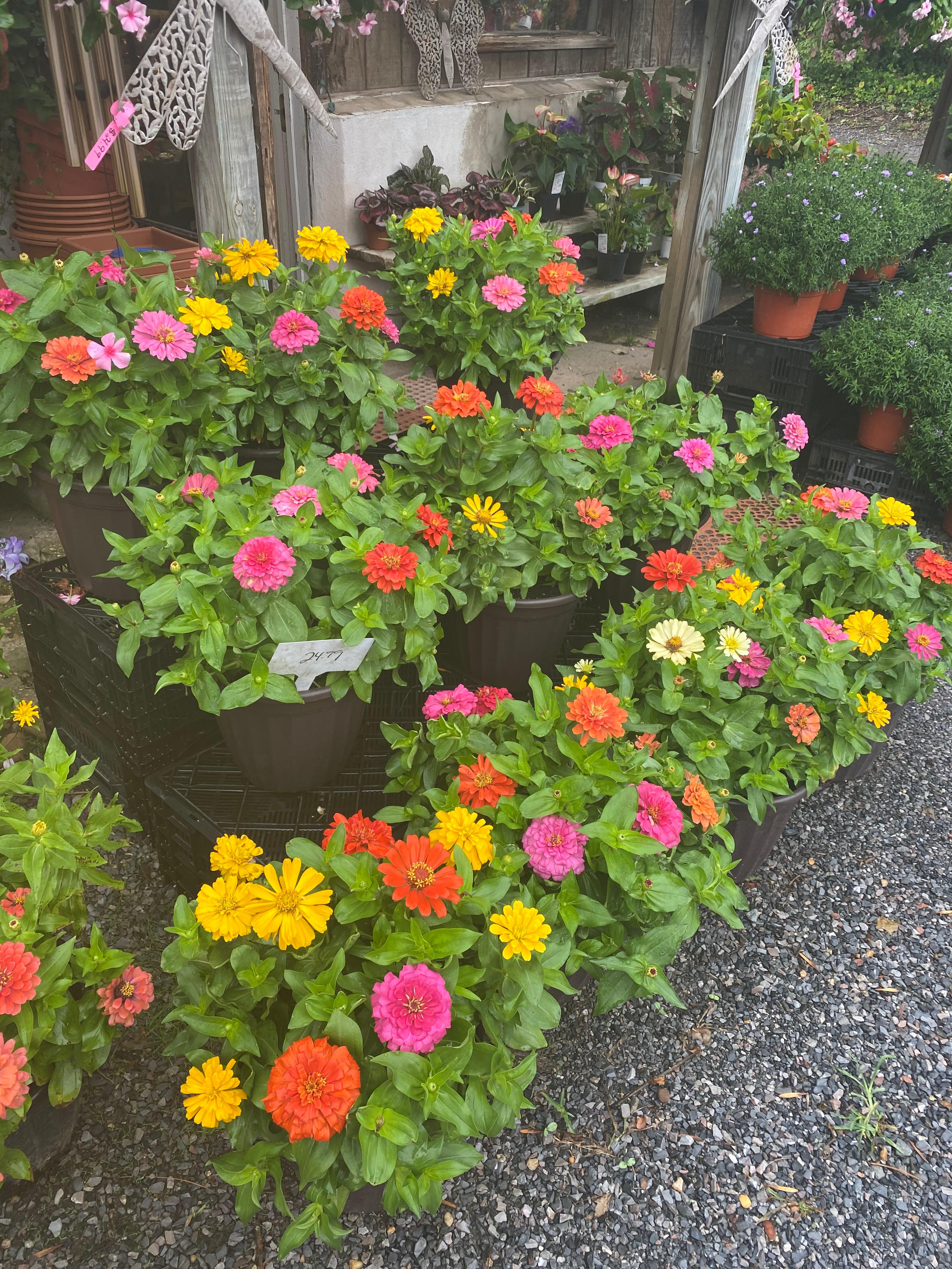 Perna's Plant and Flower Shop, Inc Photo