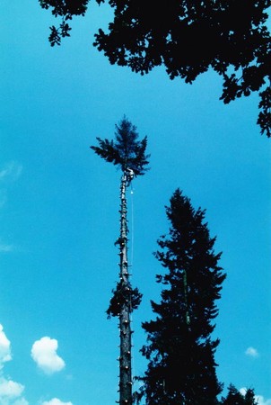 Bild 3 Fürther Baumfäll-Service in Roßtal