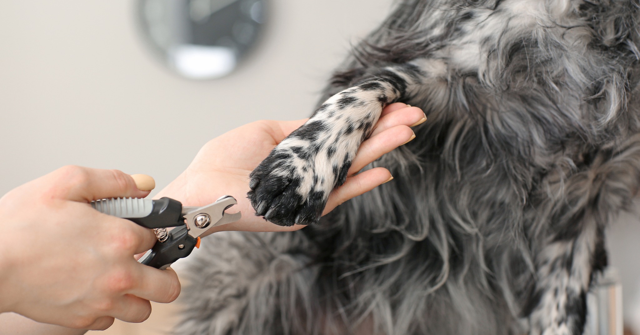 Splash and Dash Groomerie & Boutique Image