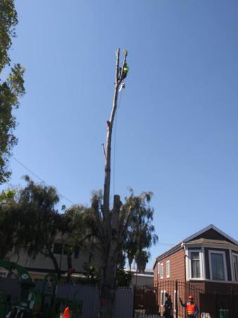 Images Lugo's Expert Tree Services Inc