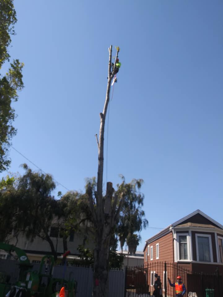 Lugo's Expert Tree Services Inc