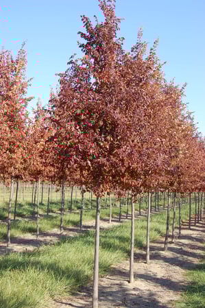 Images A. Brown & Sons Nursery Inc.