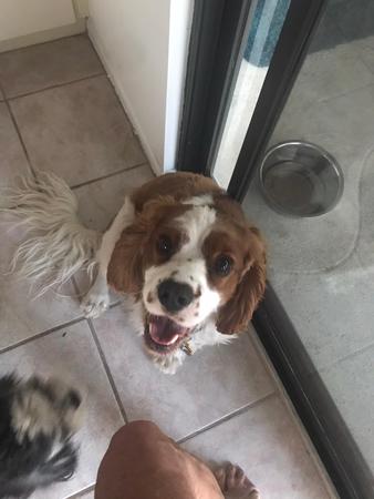Images Wags'n'Waves Pet Sitting