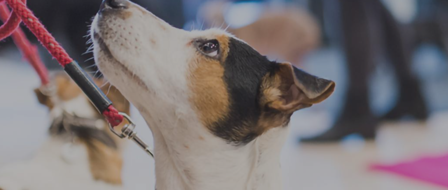 Images Eläinlääkäriasema Pet-Vet Oy