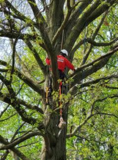 Images Timber Source Professional Tree Service