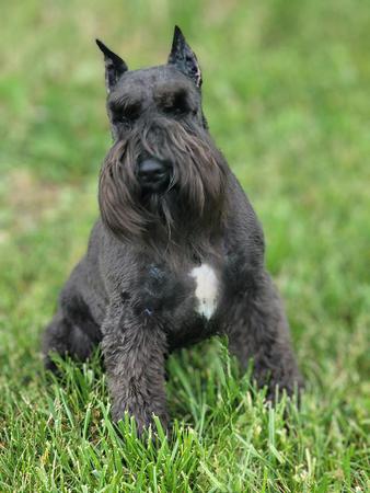 Images A'Lord Miniature Schnauzer