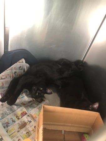 Images Melrose La Brea Animal Hospital